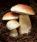 CHAMPIGNONS