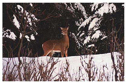 CHEVREUIL AU BOIS